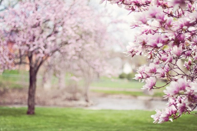 Magnolia-Tree-Florida_-Southern-Natural-Beauty