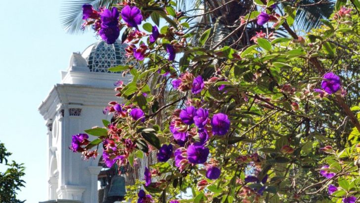 Make Your Yard Happy With Purple Glory Tree Tibouchina