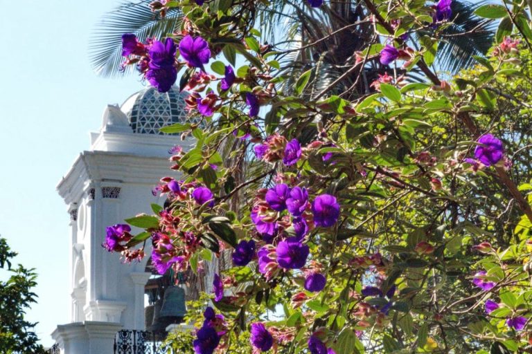 Make-Your-Yard-Happy-With-Purple-Glory-Tree-Tibouchina