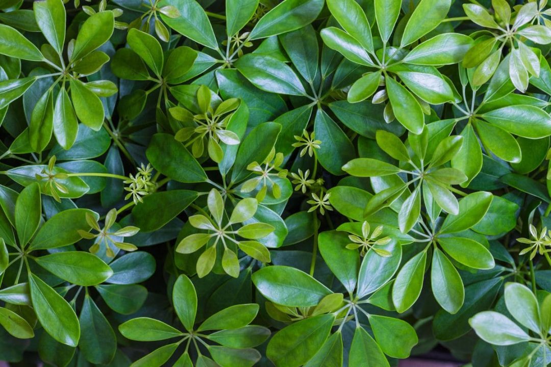 Umbrella Tree Florida The Best Exotic Plant For Your Graden Plantisima