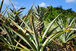 Pineapple-Palm-Tree_-Canary-Island-Most-Unusual-Palm