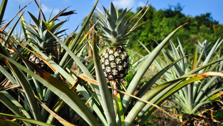 Pineapple Palm Tree: No 1 Canary Island Most Unusual Palm