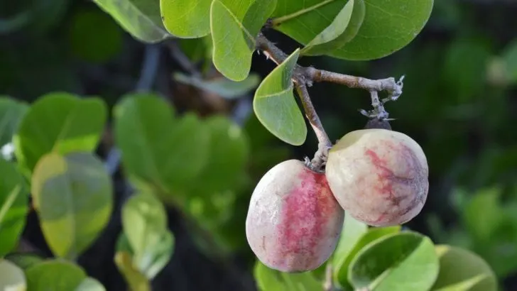 All About the Rare Cocoplum Shrub with Care Tips and Fun Facts