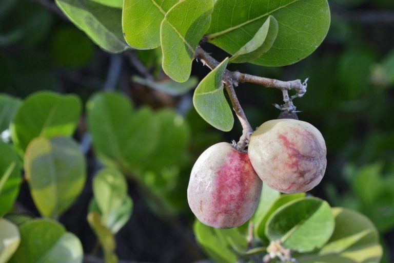 Rare Cocoplum Shrub_ Green Tips & Fun Facts