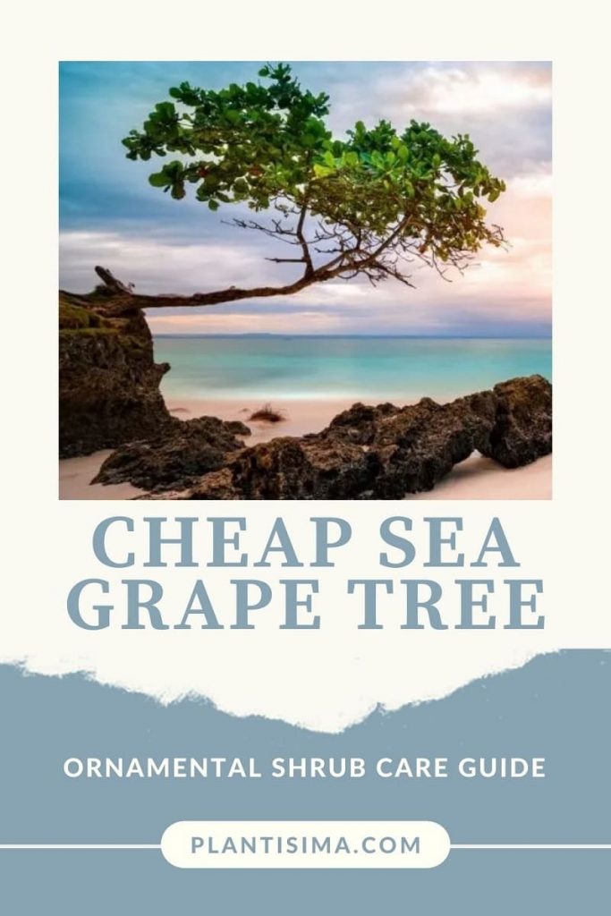 Sea Grape Tree pin