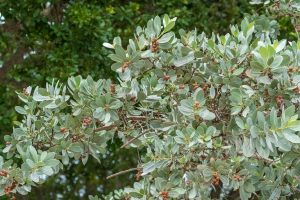 Silver-Buttonwood_-Stunning-Hedge-Tree-For-Your-Garden