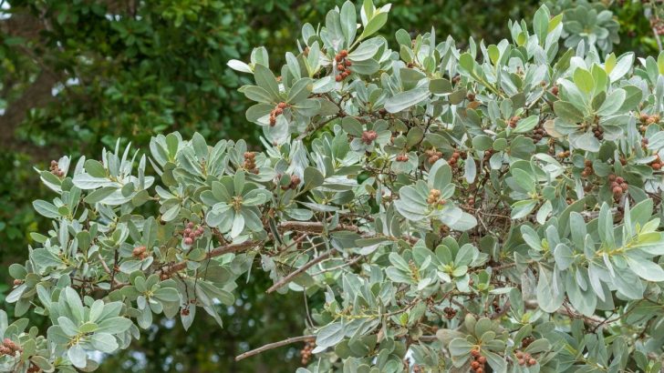 Silver Buttonwood: Stunning Hedge Tree For Your Garden
