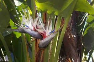 Simple-Formula-To-Grow-A-White-Bird-Of-Paradise-Indoors