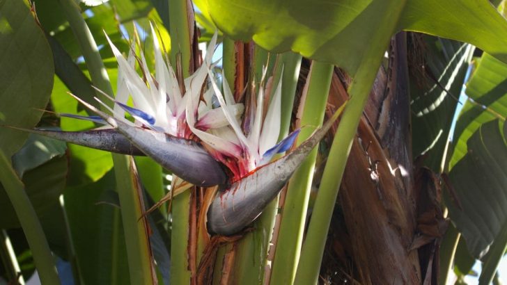 Simple Formula To Grow A White Bird Of Paradise Indoors