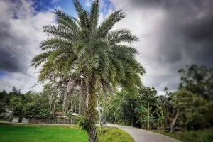 Sylvester-Palm_-Magically-Fast-Growing-Wild-Date-Palm