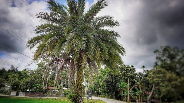 Sylvester Palm: Magically Fast-Growing Wild Date Palm