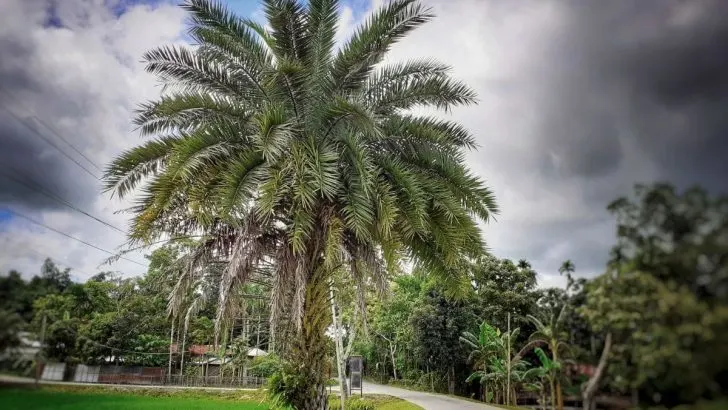 Why the Sylvester Palm is the Ultimate Fast-Growing Date Palm