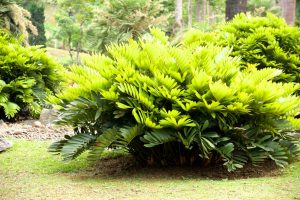 The-Best-Care-Guide-For-A-Coontie-Palm-That-Isnt-Really-A-Palm_