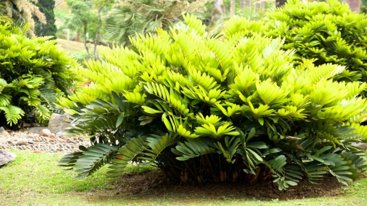 The Best Care Guide For A Coontie Palm That Isn’t Really A Palm?
