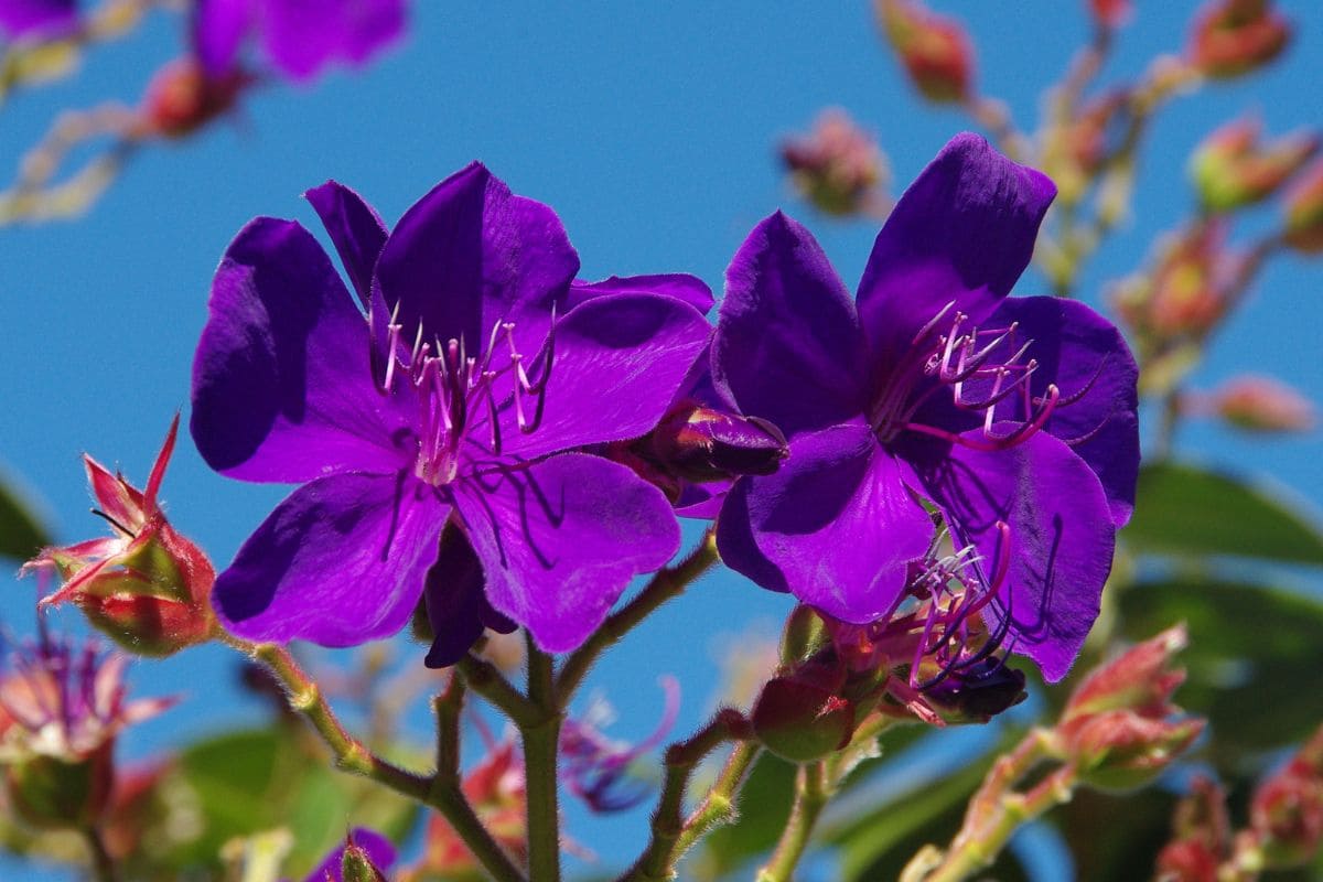 Make Your Yard Happy With Purple Glory Tree Tibouchina Plantisima