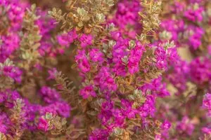 The Texas Sage is a Low-Effort Shrub Suitable for All Yards