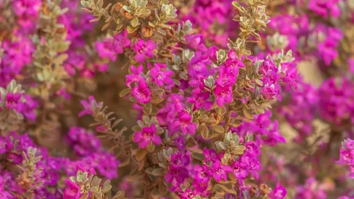 The Texas Sage is a Low-Effort Shrub Suitable for All Yards