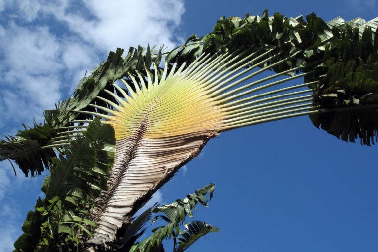 Travelers-Palm-Care-Guide-Thirsty-Travelers-Story