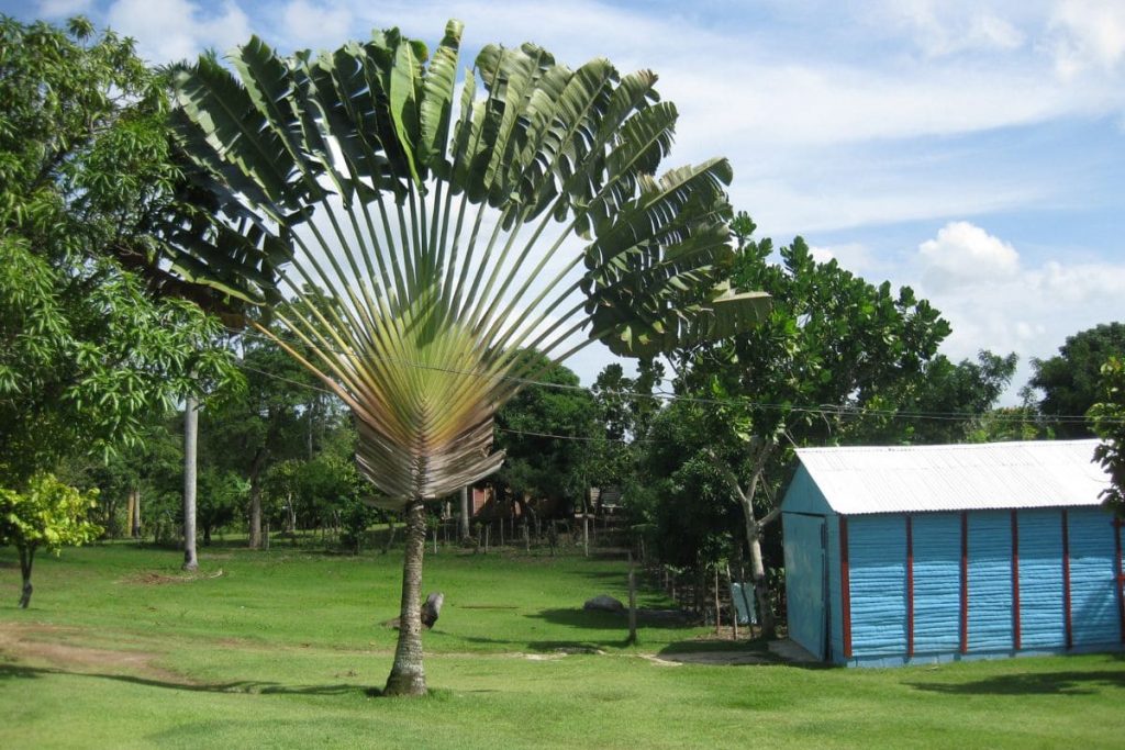 travellers palm facts
