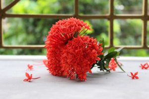 Ultimate-Care-Guide-For-Ixora-Tropical-Plants