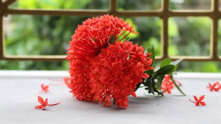 Nurture Your Ixora Tropical Plants with This Essential Guide