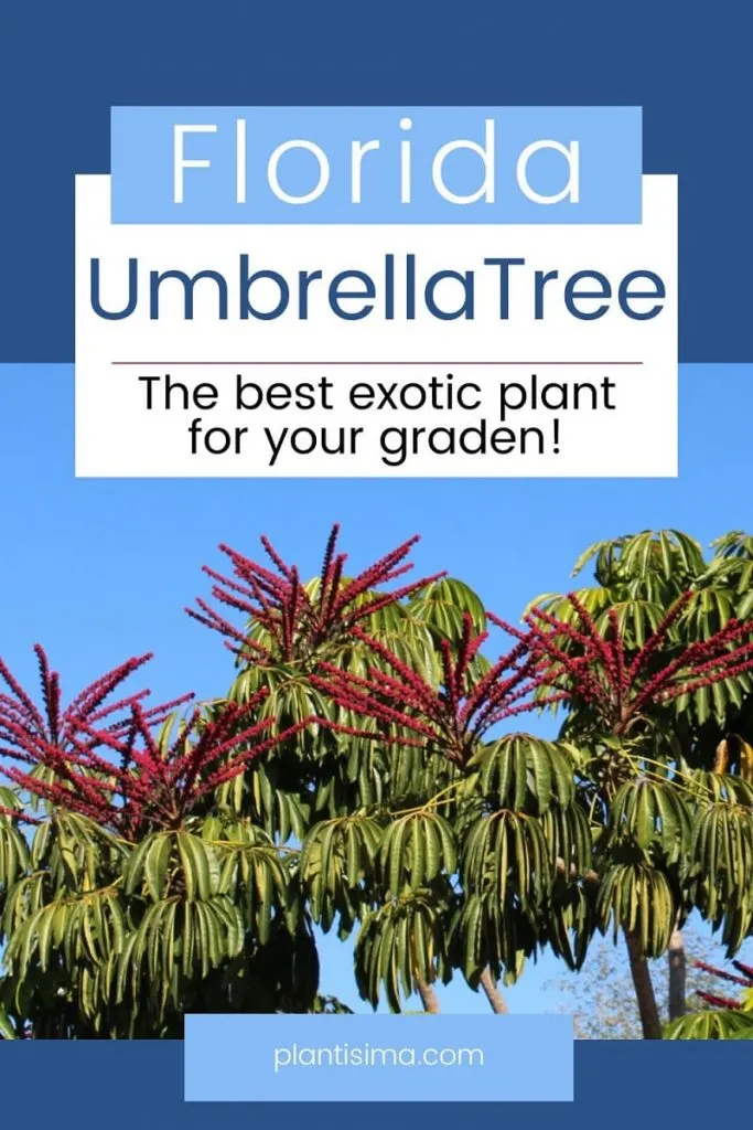 Umbrella Tree Florida pin