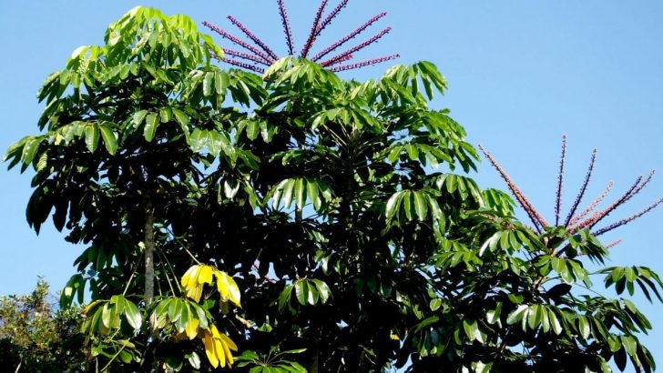 Umbrella Tree Florida: The Best Exotic Plant For Your Graden