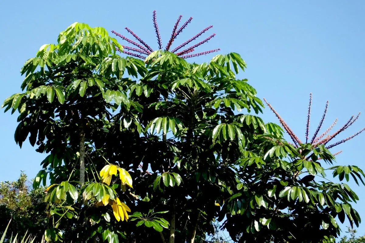 Umbrella-Tree-Florida_-The-Best-Exotic-Plant-For-Your-Graden