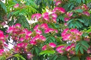 Unique Pink Powder Puff Tree Giving Spirit To Every Garden