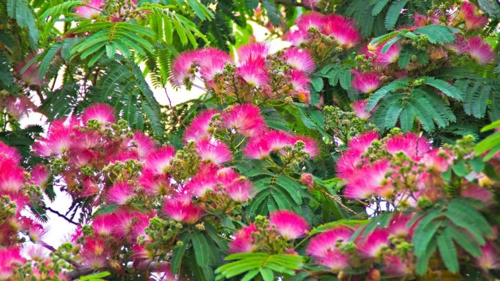 Unique Pink Powder Puff Tree Giving Spirit To Every Garden