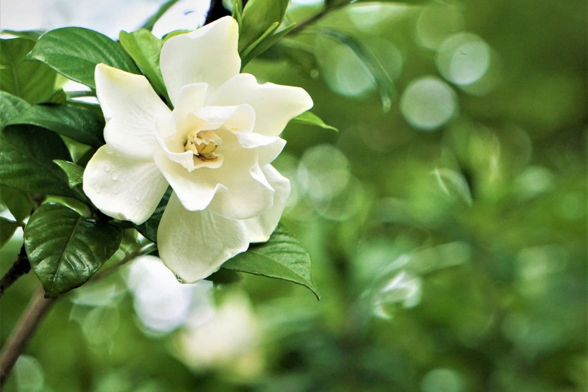 Gardenia Bush Plant The Best Fragrant Shrubs In Your Yard Plantisima