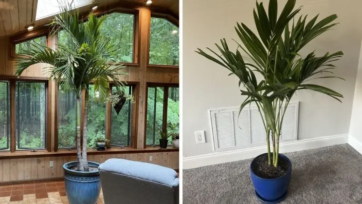 Your New Favorite Christmas Tree the Adonidia Palm