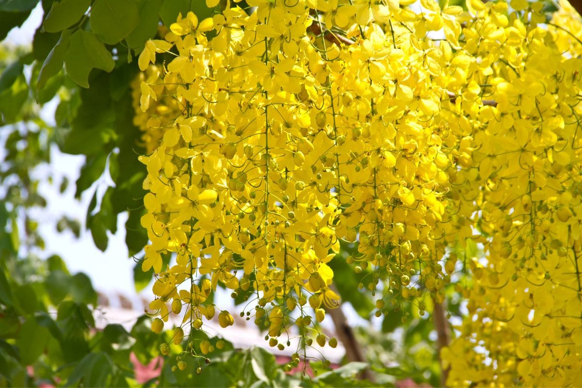 The 7 Best Small Flowering Trees Florida