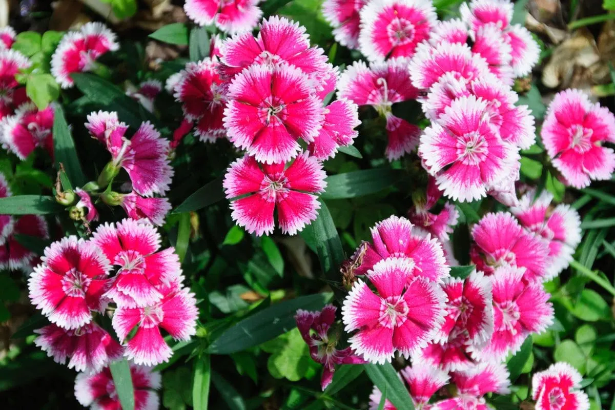 1. Pink Dianthus