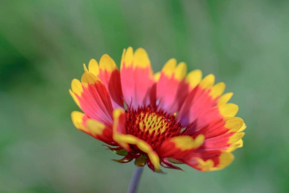 5 Best Choices Of Low Maintenance Plants For Graves Plantisima