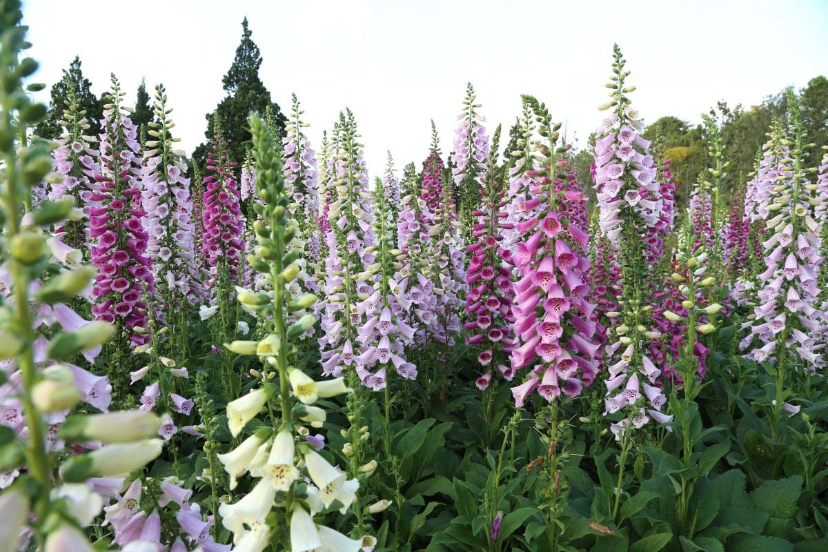 3.-Foxglove