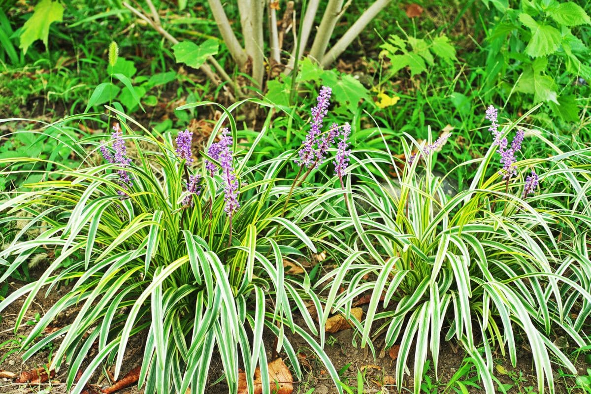 Top 9 Low Maintenance Florida Plants With Care Guide Plantisima