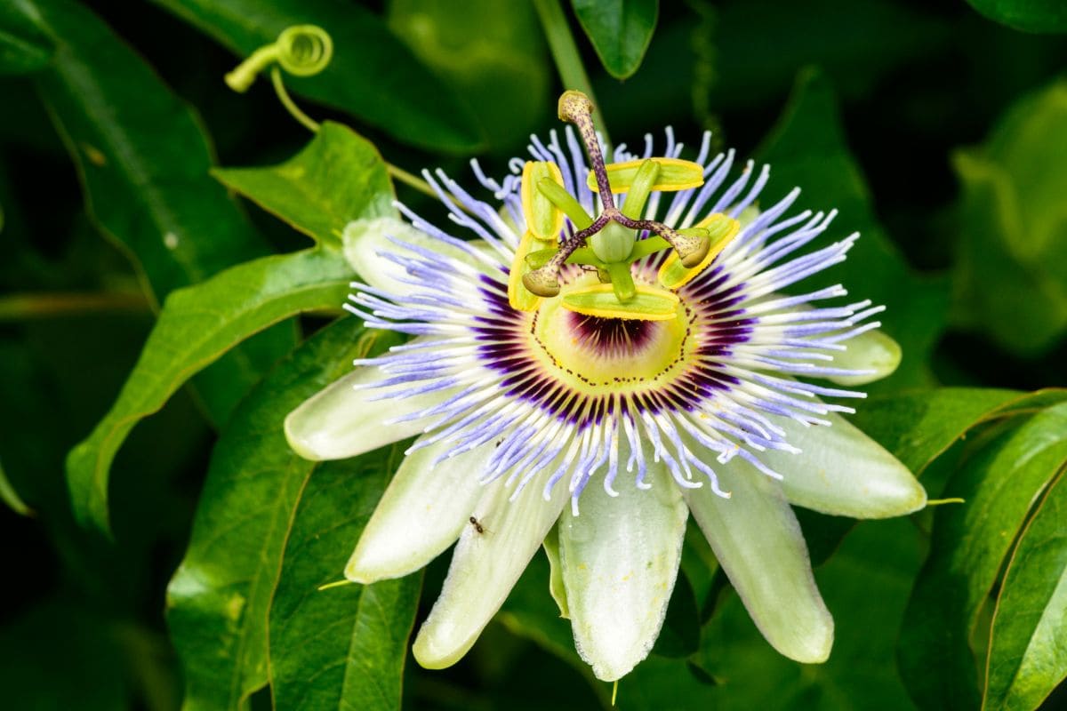 4.-Passion-Flower