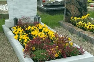 5 Best Choices Of Low Maintenance Plants For Graves