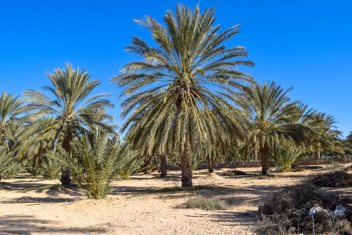 Top 9 Low Maintenance Florida Plants With Care Guide Plantisima