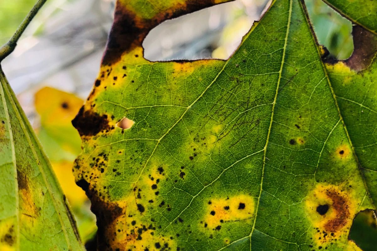 Black Leaves Solved Mystery Behind Blackened Leaves Plantisima