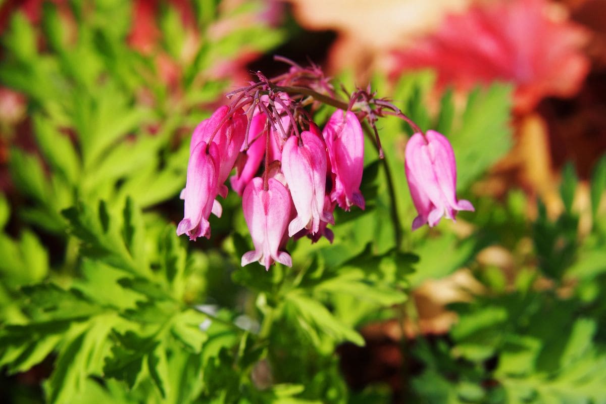 8.-Friged-Bleeding-Hearts-Dicentra-Eximia