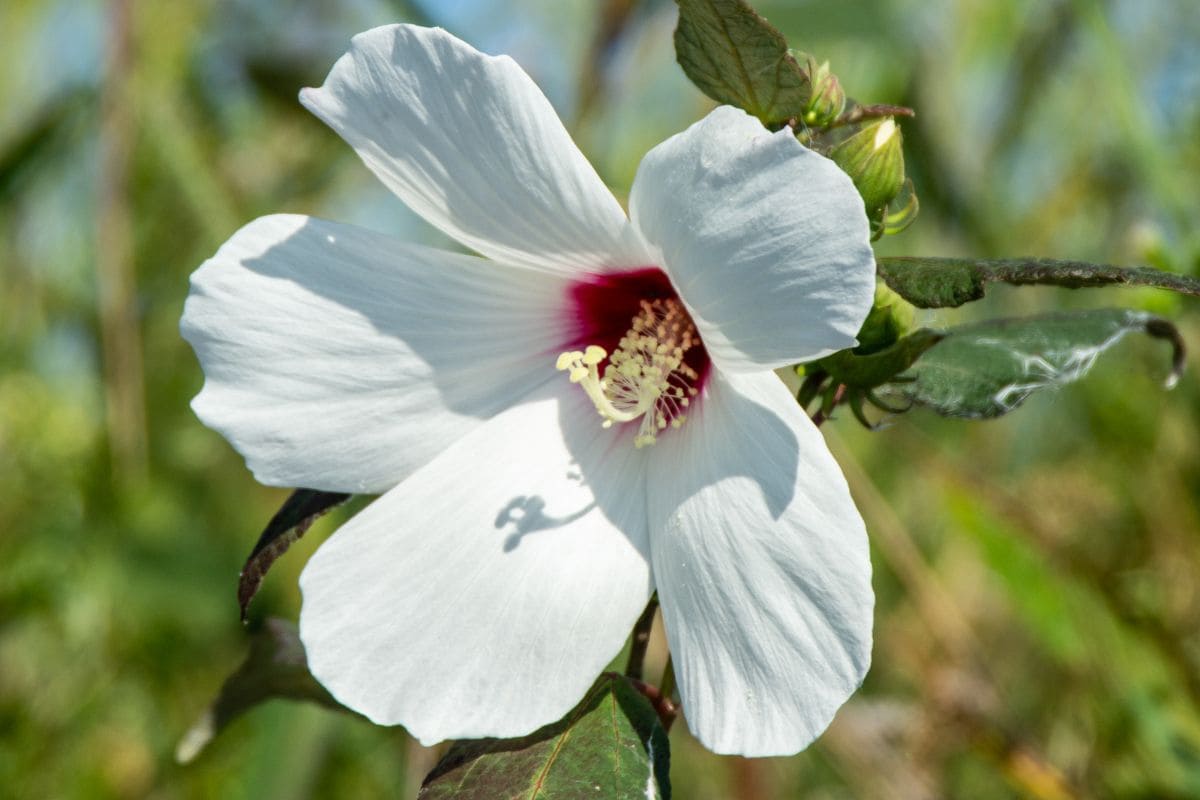 Dazzling 9 Florida Native Plants Florida Landscape Decor Plantisima