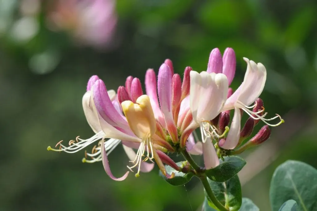 9.-Coral-Honeysuckle