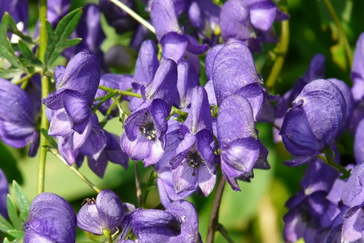 9.-Monkshood