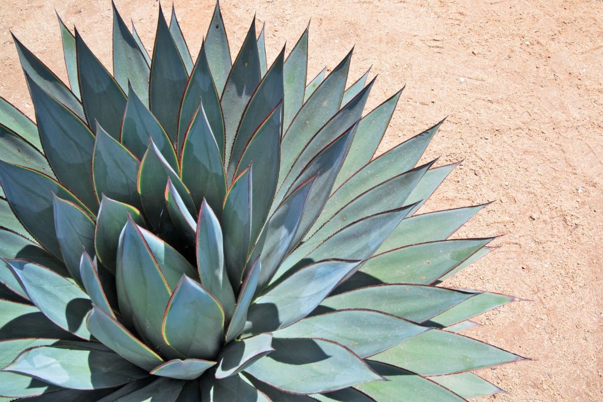 Agave Blue Flame Beautiful Plant, Grow and Prune Plantisima