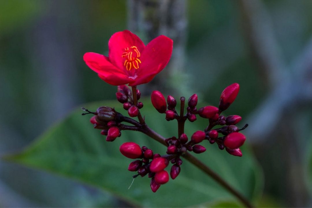 Effortless Beauty with the Flowering Jatropha Tree in Your Garden