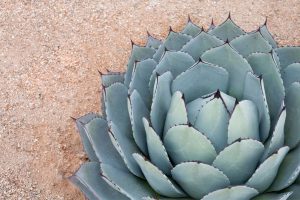 Agave Blue Flame_ Plant, Grow and Prune