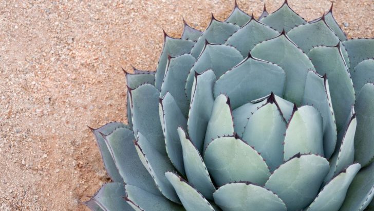 Agave Blue Flame: Beautiful Plant, Grow and Prune