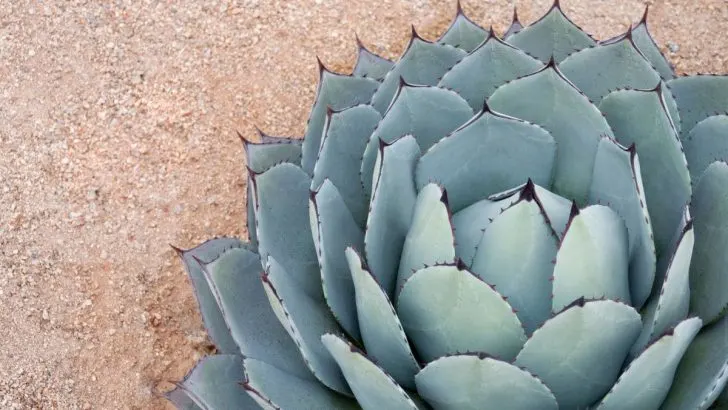 Your Guide to Growing and Shaping the Elegant Agave Blue Flame